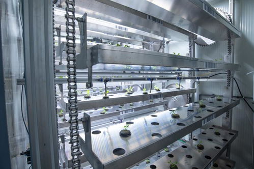 聚焦農業(yè)科技創(chuàng)新 植物工廠種出智慧菜——重慶技術服務引領產業(yè)變革